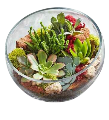 succulent terrarium