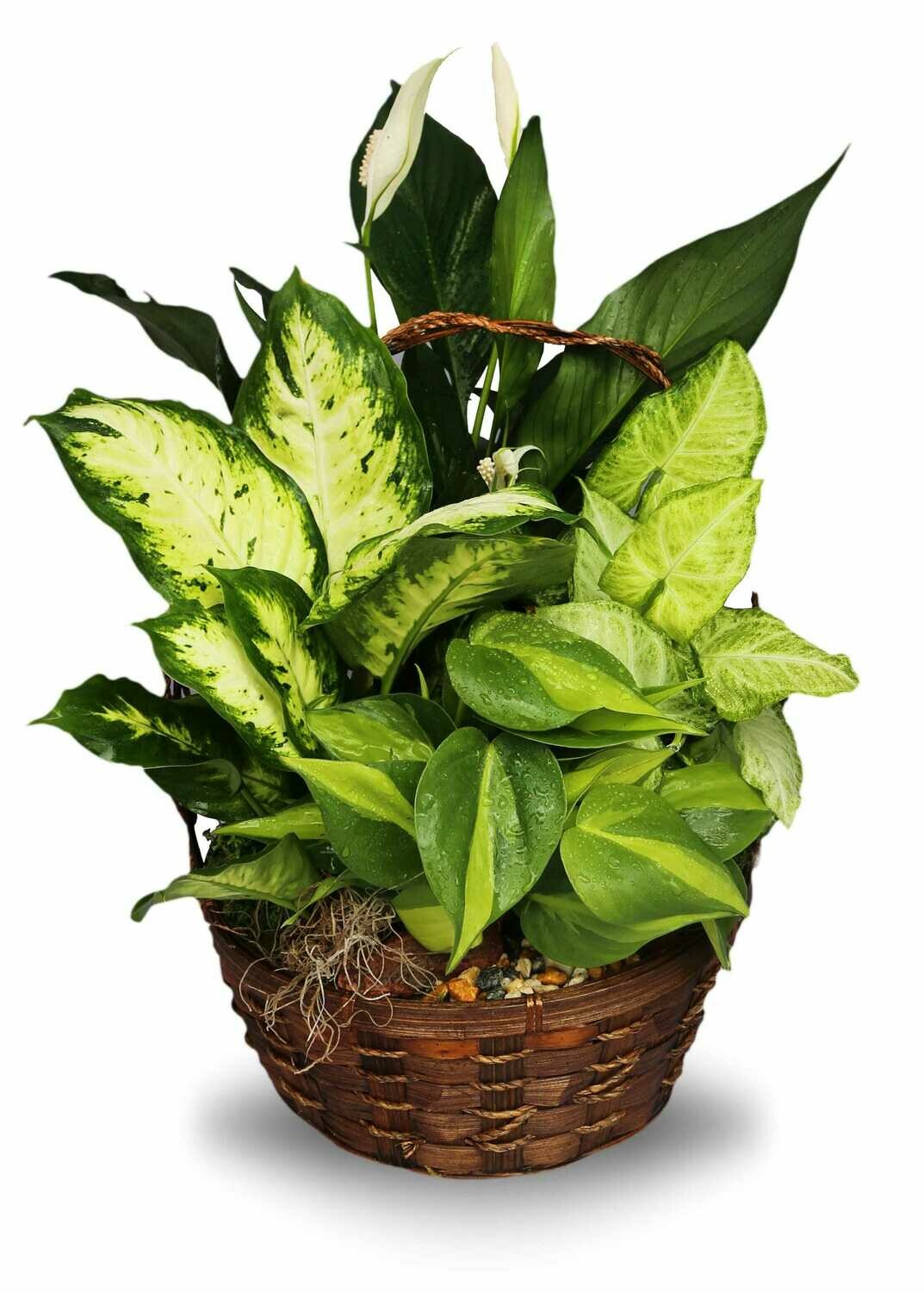Dish Gardens Basket Dish Gardens Basket