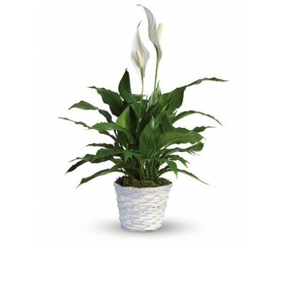 peace lily small