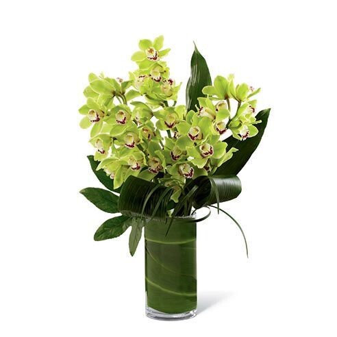 grand cymbidium orchids