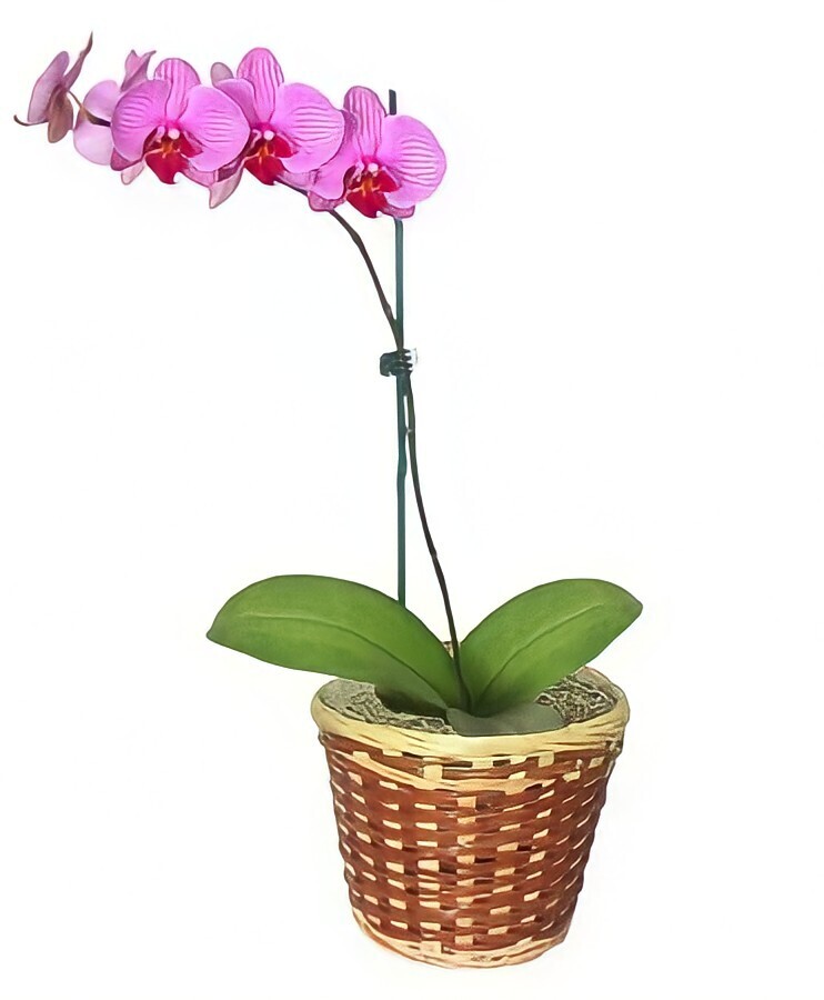 potted orchid plant