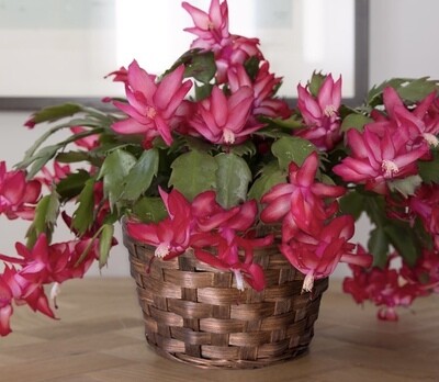 christmas cactus plant