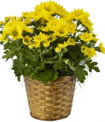 Flowering Mum Plant