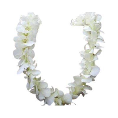 lei white hawaiian orchid