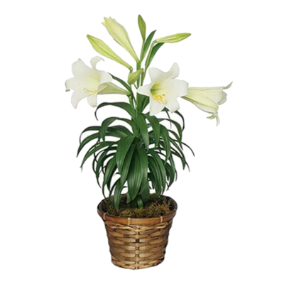 easter lily plant