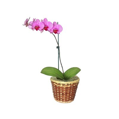 potted orchid plant