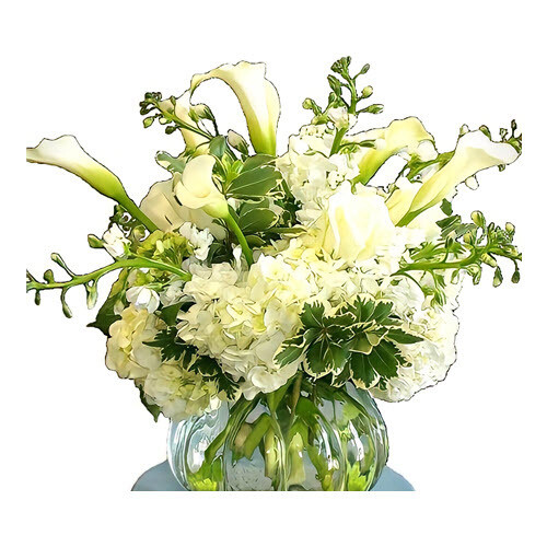 Calla Lilies