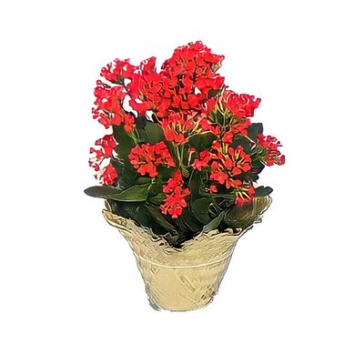 Blooming Kalanchoe