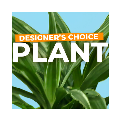 indoor plant