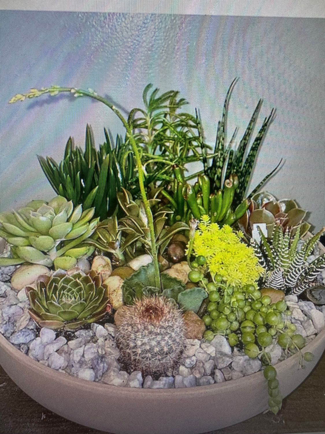 Succulent Plants