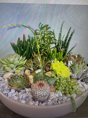 Succulent Plants