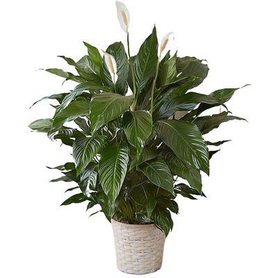 Peace Lily Plant