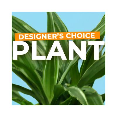 indoor plants