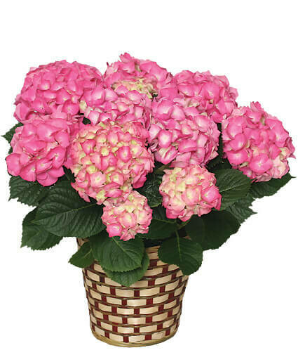 Blooming Hydrangea