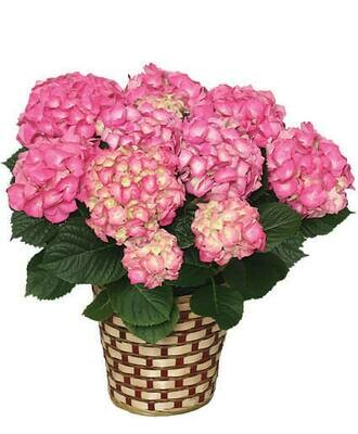 Blooming Hydrangea blooming hydrangea