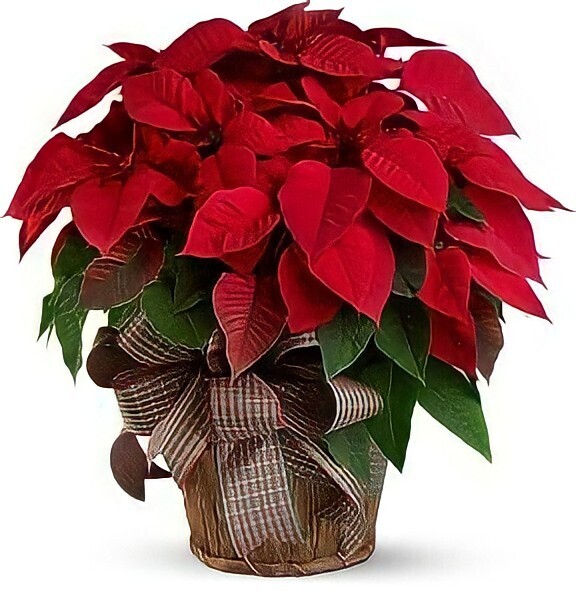 christmas flowers