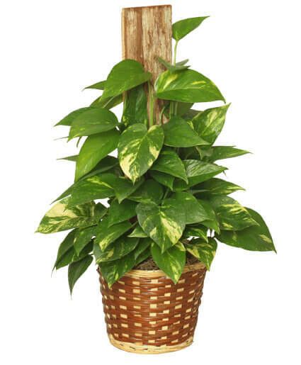 pole ivy plant