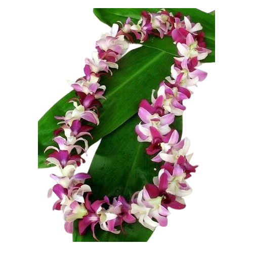 lei hawaiian orchid