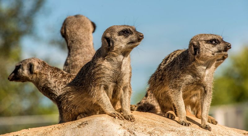Zoo de Beauval