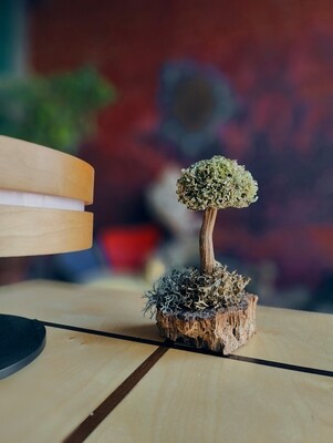 Деревце из цетрарии - простота 17 см