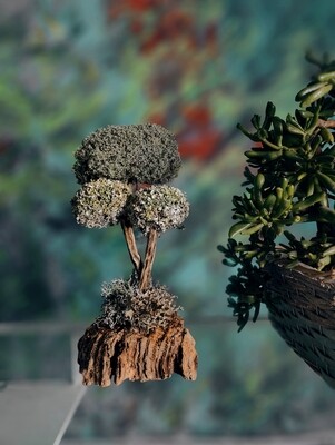 Подарочное дерево из живой цетрарии 30 см