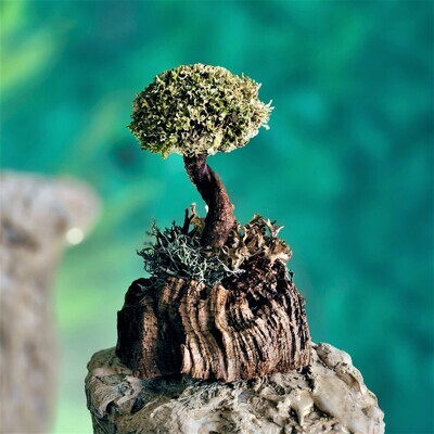Дерево на коре «минимализм»