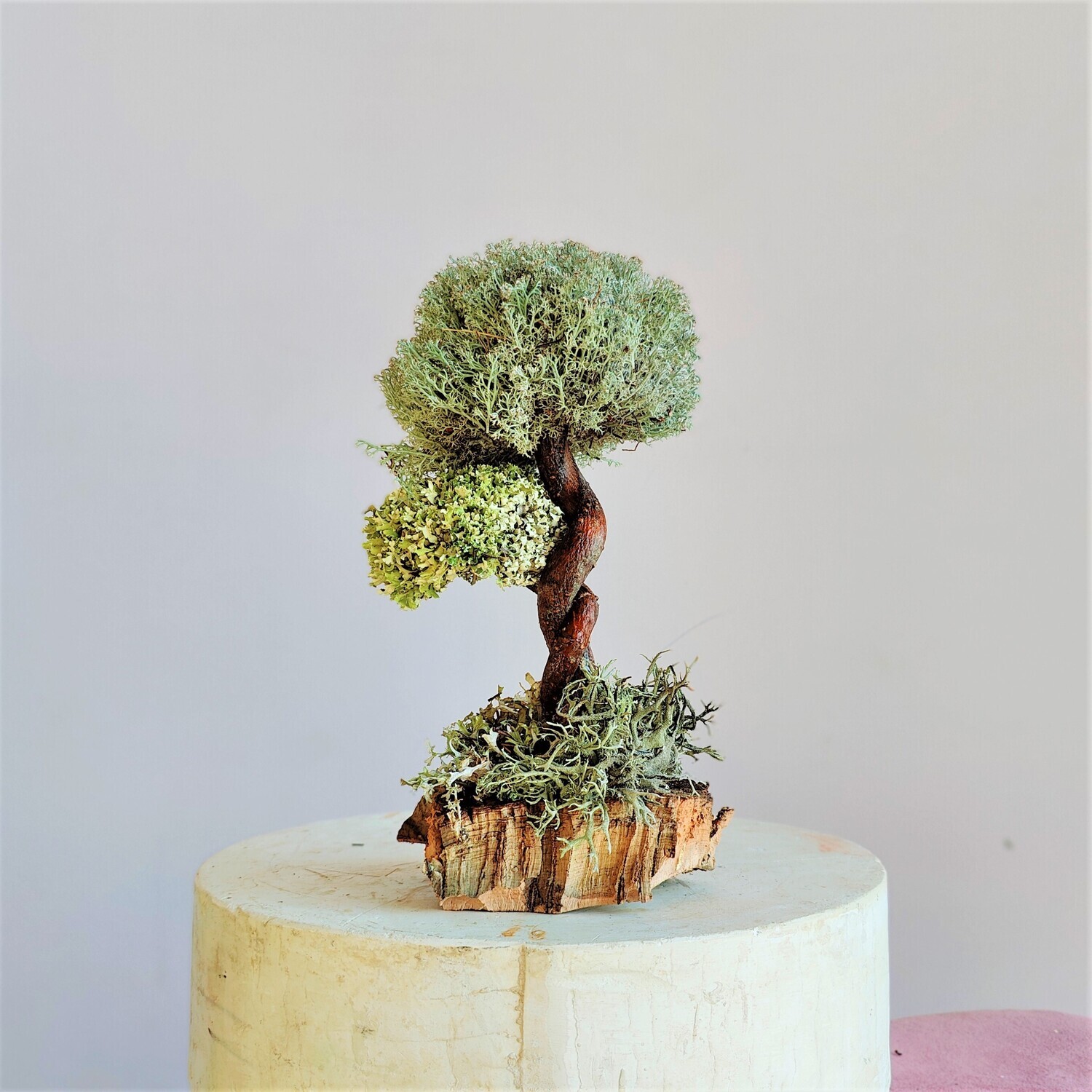 Живое дерево из цетрарии - забота 24 см