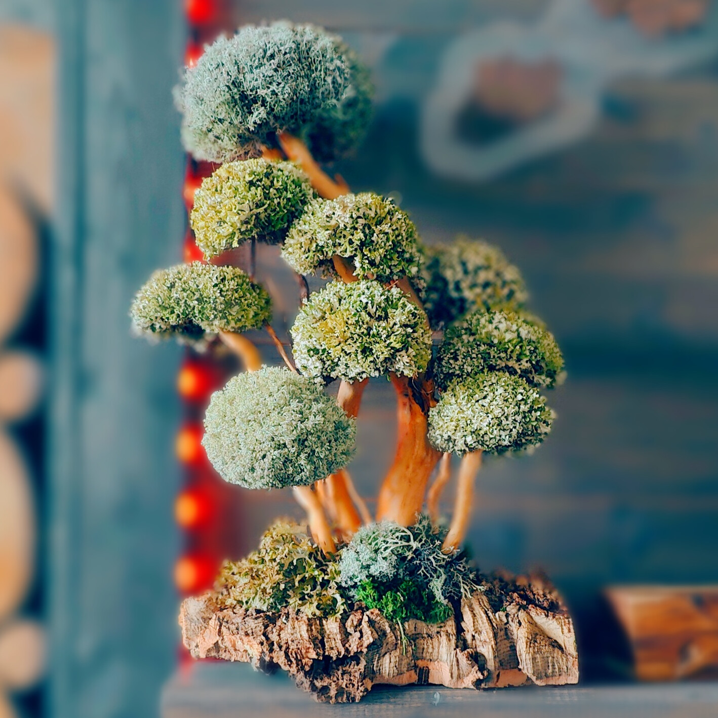 Уход за цетрарией в домашних условиях