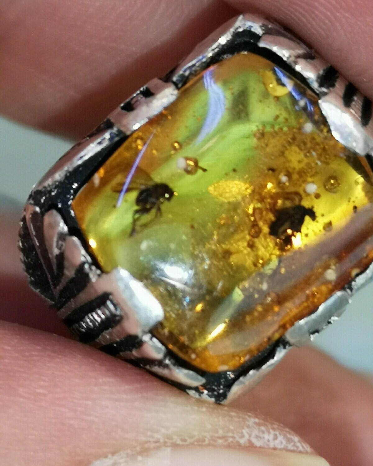 insects Amber 