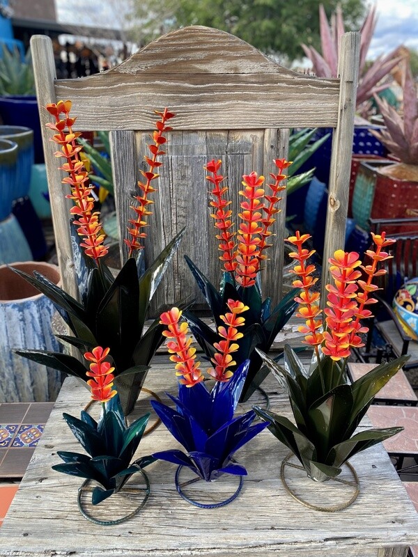 Agave Century Plant