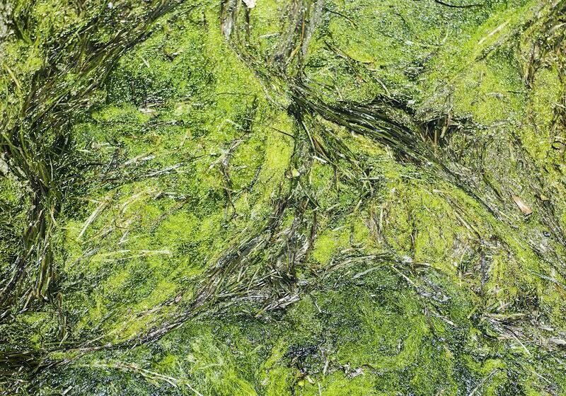 Chaos in Yellow and Green by Linda Braceland