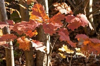 Autumn Leaves by Karen Bailey