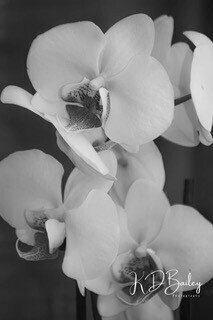 Black and White Orchids by Karen Bailey