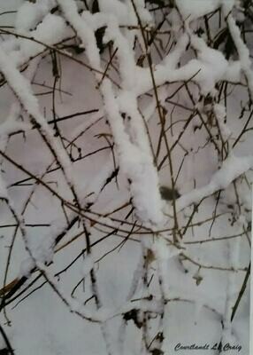 Snow on Branches by Courtlandt Craig