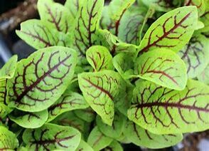 Blood Sorrel seedlings