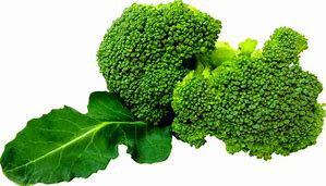 Broccoli Seedlings