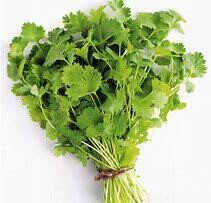 Coriander Seedlings