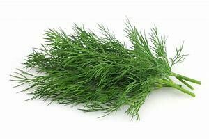 Dill Seedlings