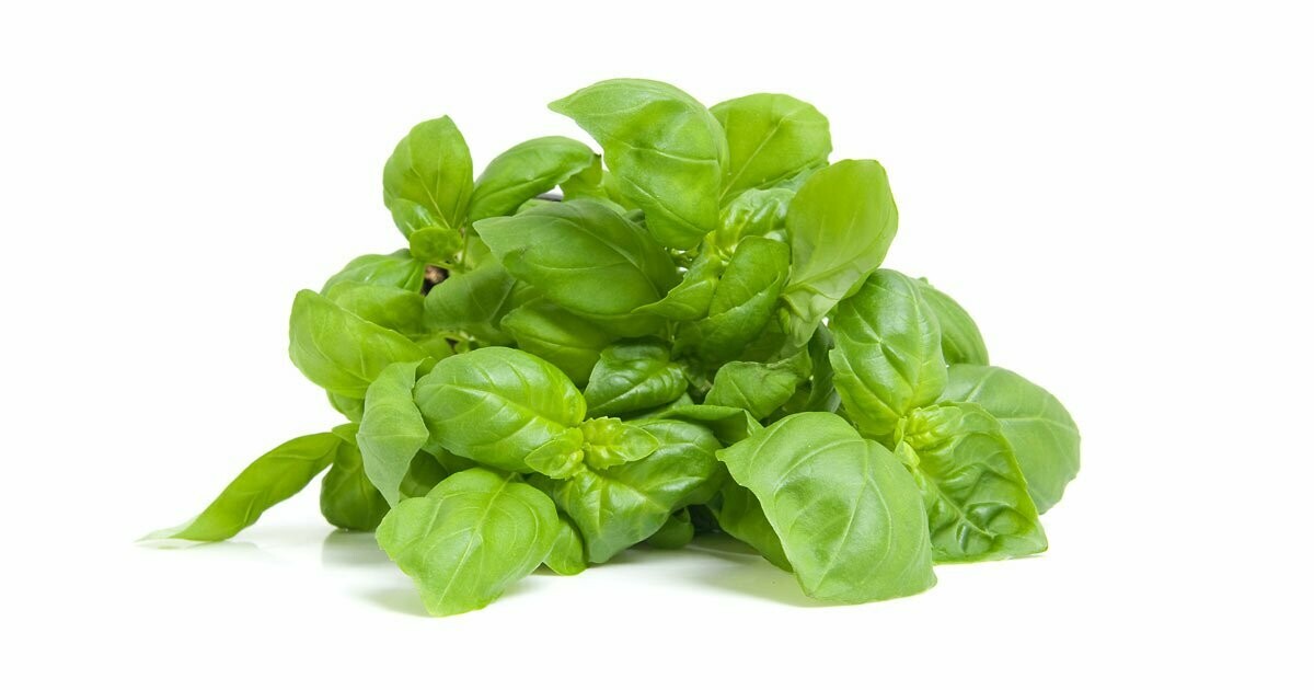 Basil - Green -