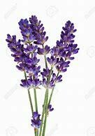 Lavender Margaret Roberts Variety (Cuttings)