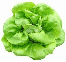 Lettuce- Butter (Faustina)