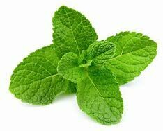 Mint Cuttings