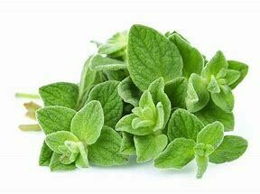 Origanum (cutting, Ellepot)