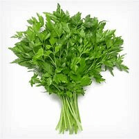 Parsley Seedlings-Italian flat leaf