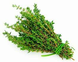 Thyme Seedlings