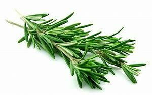 Rosemary Cuttings