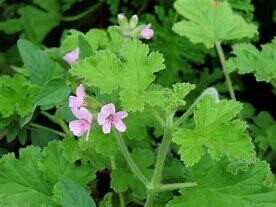 Rose geranium cuttings