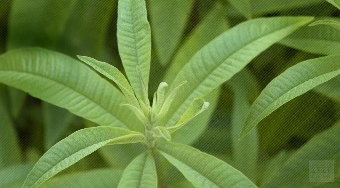 Lemon Verbena