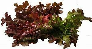 Lettuce-Red oak (grenadine)