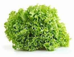 Lettuce- Green oak (querido)